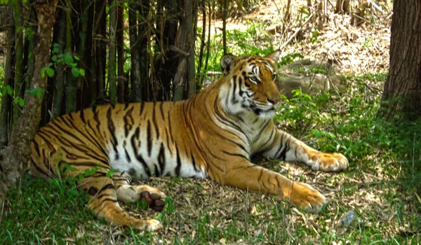 Bannerghatta Biological Park near Purva Trivante